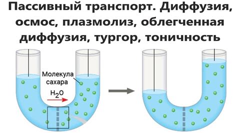 Высокая подвижность и диффузия