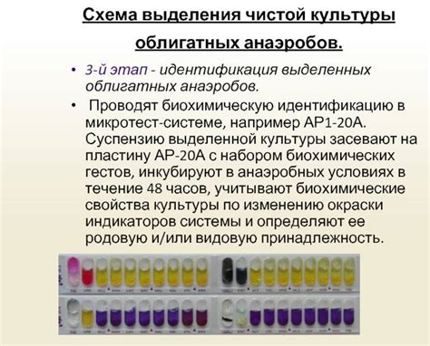 Высокая термостабильность и значение для изучения биохимических процессов