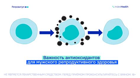 Высокое содержание антиоксидантов в голубике: преодоление окислительного стресса и защита клеток