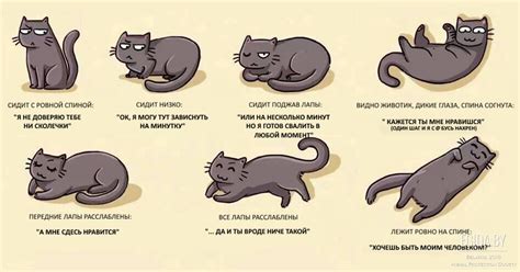Выявление изменений в позе и движениях вашей кошки