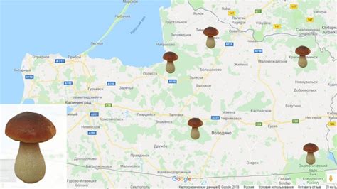 Где искать: наиболее пригодные регионы для сбора грибов в Карелии