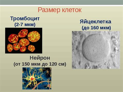 Генетические факторы, определяющие размер клеток