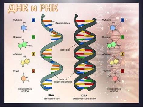 Генетический код: взаимодействие между ДНК и РНК