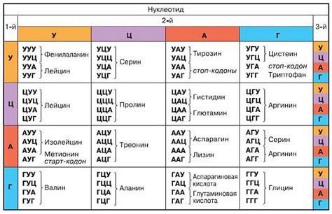 Генетический код и его роль в определении наследственности и характеристик организма