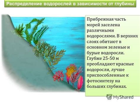 Географическое распространение: Места обитания красных водорослей
