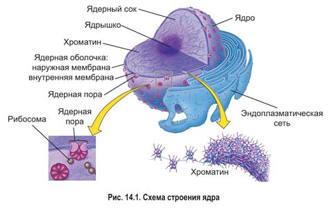 География центра: локализация ядра на поверхности растительной клетки