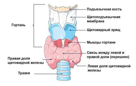 География щитовидной железы в организме человека