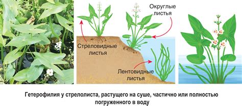 Геологические факторы, влияющие на распределение природных термальных источников в Абхазии