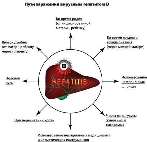 Гепатит B: передача и профилактика