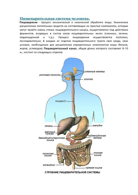 Главные компоненты пищеварительной системы человека