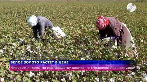 Главные мировые страны-производители хлопка