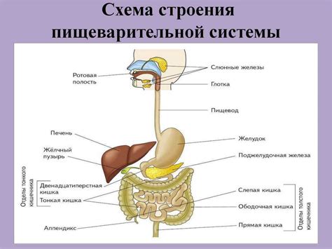 Гладкая мускулатура в органах пищеварительной системы: расположение и роль