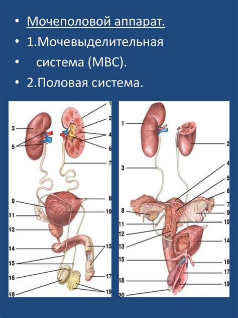 Гладкая мускулатура в системе органов мочеполовой системы