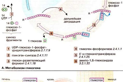 Гликоген в мышцах: поддержка физической активности