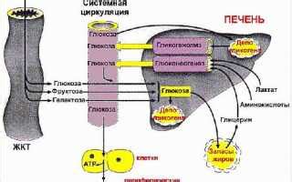 Гликоген в сердце: его особенности и значение