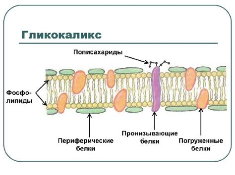 Гликокаликс: ключевая роль в клеточной связи и обеспечении защиты