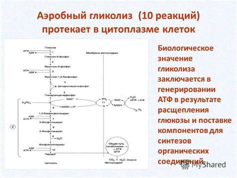 Гликолиз: первый этап метаболизма глюкозы в цитоплазме клетки