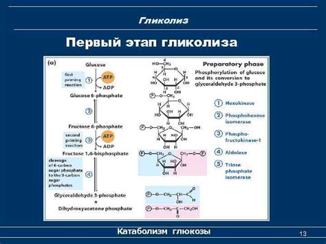 Гликолиз: первый этап энергетической активации