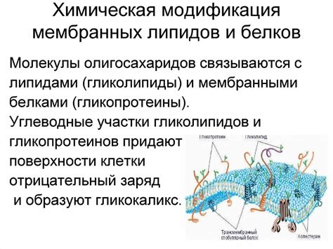 Гликолипиды и гликопротеины: ключевые строки в строении клеточной оболочки