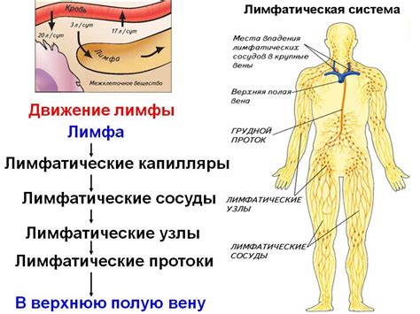 Глубокие лимфатические сосуды: важная роль в обратной транспортировке лимфы в кровь