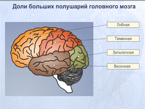 Головной мозг - жизненно важный орган, ответственный за высшие психические процессы