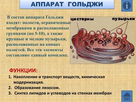 Гольджи аппарат: важность в метаболизме и изменении сынтезированных протеинов