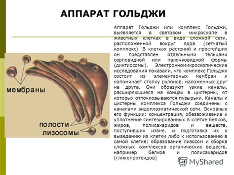 Гольджи аппарат: обработка и сортировка белков, липидов и участие в секреции