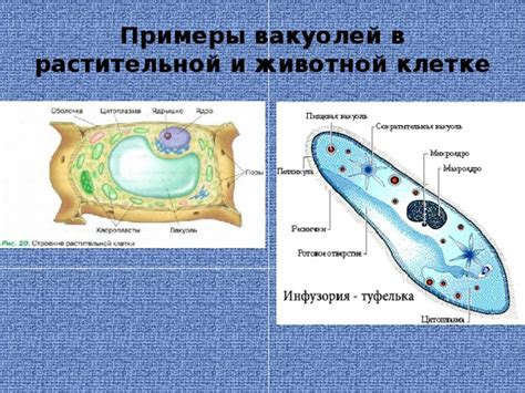 Гомеостаз и роль сократительных вакуолей в клетке