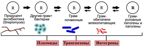 Горизонтальный перенос генов: эффекты и значение для становления и развития бактерий