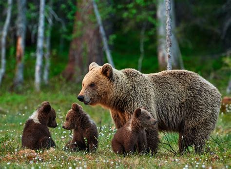 Гористые районы и преимущества для жизни бурых медведей