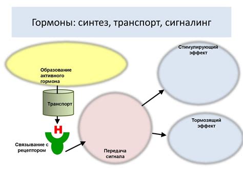 Гормональная система: управление сложной сетью физиологических процессов