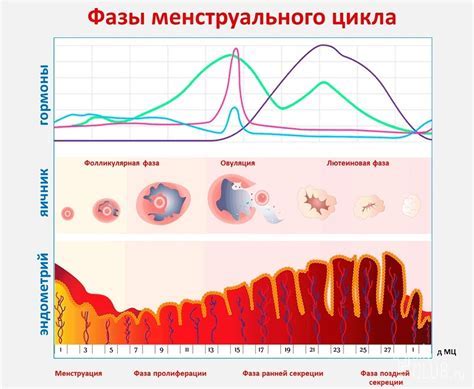 Гормональные изменения в организме женщин