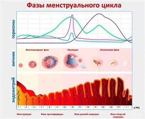 Гормональные колебания в период женского цикла