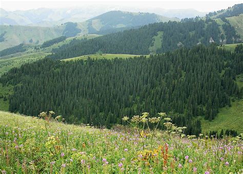 Горные леса и их неповторимая прелестность