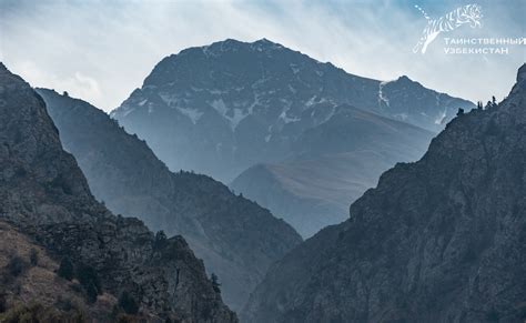 Горные леса и кустарники: особые ареалы проживания прекрасных фазанов