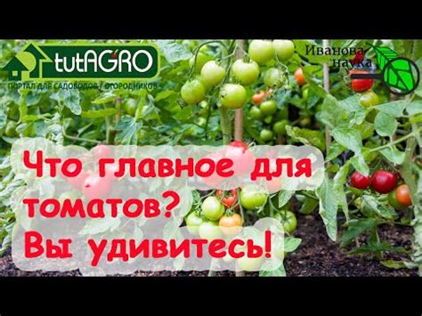 Готовность урожая: как определить и собрать плоды