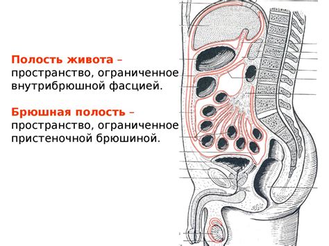 Грудь и брюшная полость: ключевые компоненты голосового процесса у птиц