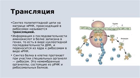 ДНК в рибосомах: местонахождение и функция