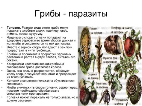 Движение зрелого колоса: от формирования до уборки урожая