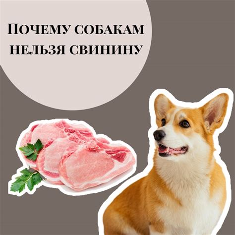 Действие Эриуса на организм собаки и возможные противопоказания