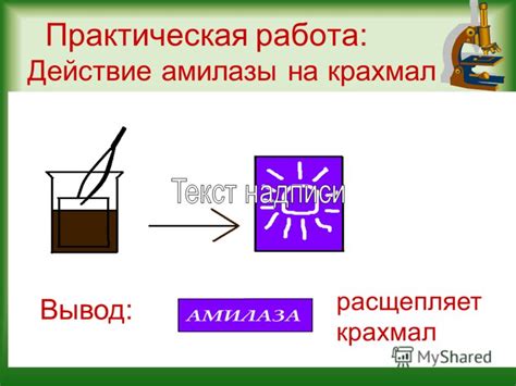 Действие амилазы на крахмал во рту