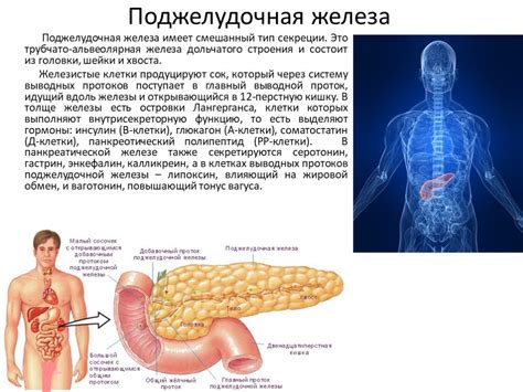 Действие амилазы поджелудочной железы на крахмал в тонком кишечнике