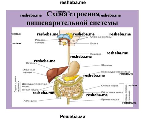 Действие желудочного сока на процесс переваривания крахмала