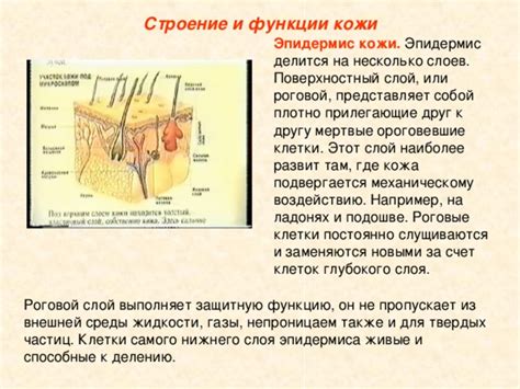 Действие ферментов на загрязнения и ороговевшие клетки кожи