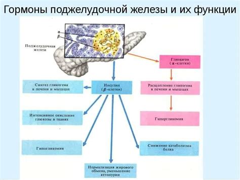 Диабет и его влияние на функции поджелудочной железы