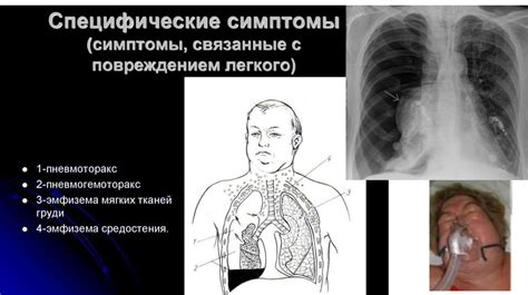 Диагностика и лечение патологий лимфатической системы у домашних питомцев