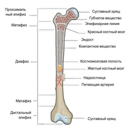 Диафиз: основная часть кости, обеспечивающая ее прочность и поддержку