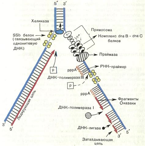 Дисперсивная и семиконсервативная модели распределения информации в ДНК