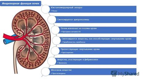 Диурез: механизмы регуляции объема и состава мочи