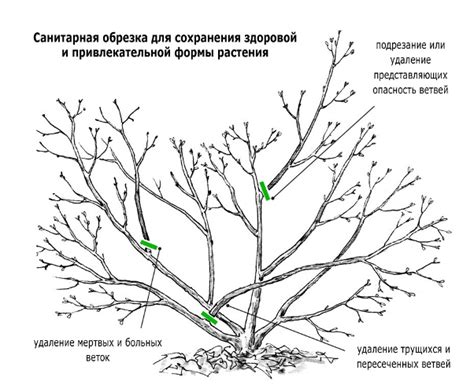 Для чего осуществляется обрезка кустарников остина в холодное время года